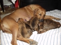mavinga's puppies (father of the litter is Mehanna's Noah) 2002.